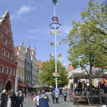 Maibaum 2019